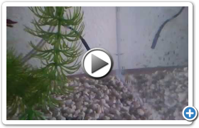 baby_fish.mp4
