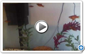 fish_grown_up.mp4